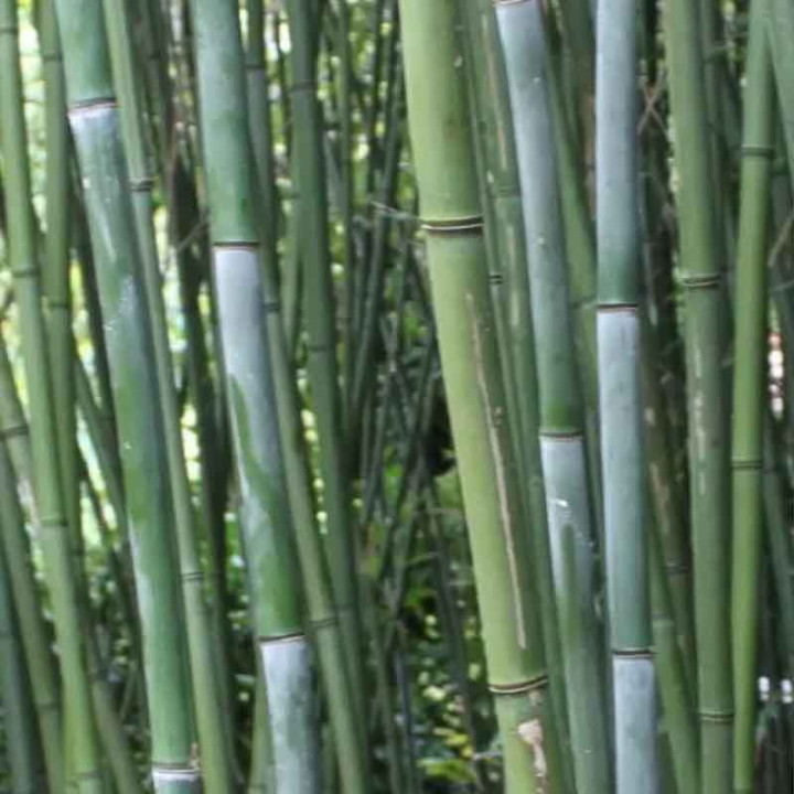 Phyllostachys bissetii