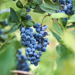 Myrtillier corymbosum Blue Gold