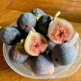 Figuier Violette de Solliès
