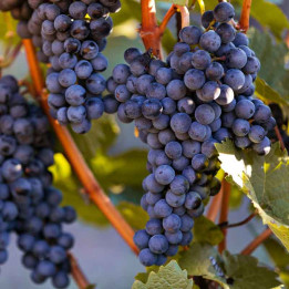 Vigne Muscat Bleu - pot 5 litres