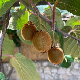 Kiwi autofertile Solo