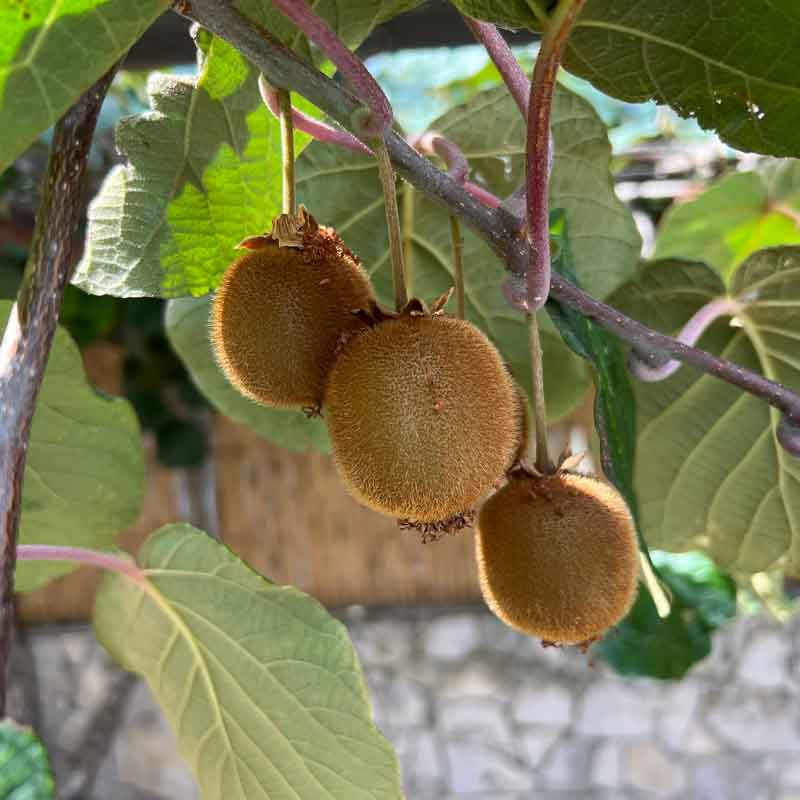 Kiwi 'Solo' Autofertile - Godet, Plante Grimpante Fruitière, Petits Fruits Riches En Vitamine C