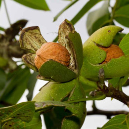 Juglans Franquette