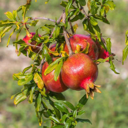 Punica granatum - Grenadier