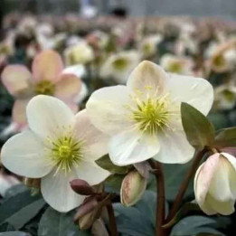 Helleborus nigercors Candy Love