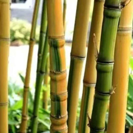 Bambou Phyllostachys aurea Koï