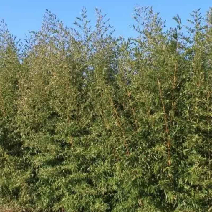 Bambou Phyllostachys aurea