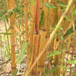 Phyllostachys aureosulcata Aureocaulis