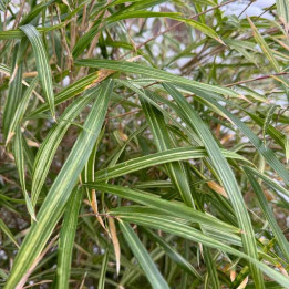 Arundinaria chino Elegantissima