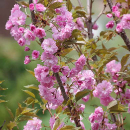Prunus serrulata Kanzan