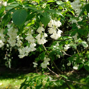 Staphylea colchica