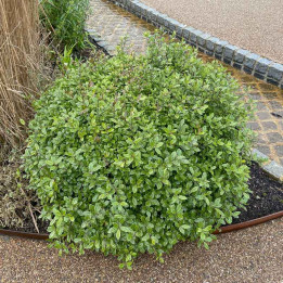 Pittosporum tenuifolium Golf Ball