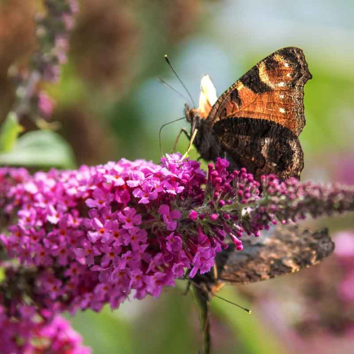 Buddleia davidii Royal Red