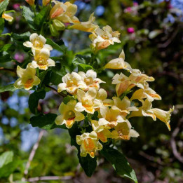 Weigela middendorffiana