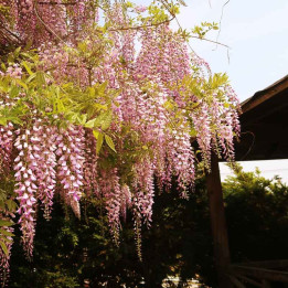 Wisteria floribunda Pink Ice