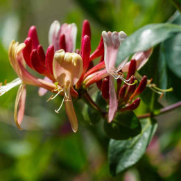 Lonicera chinensis | Chèvrefeuille