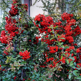 Pyracantha coccinea Red Column