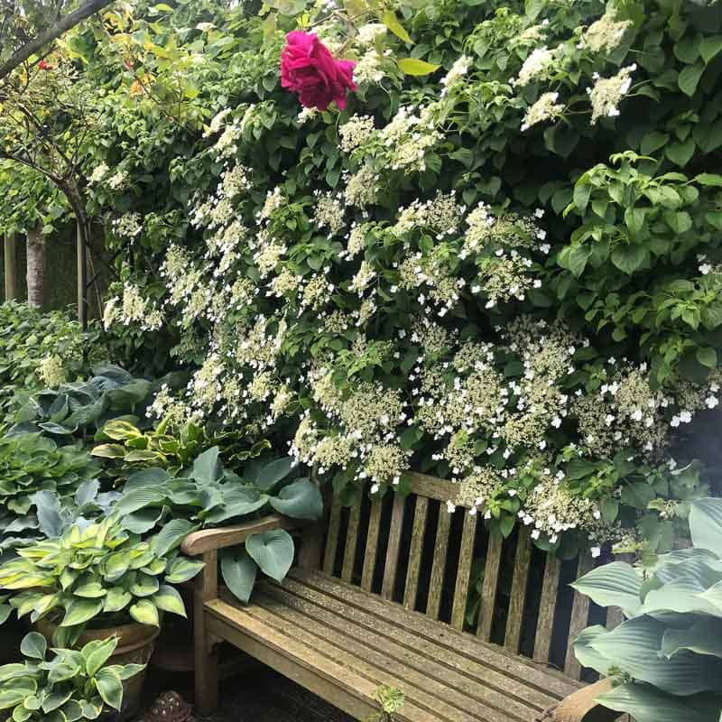 Hydrangea Anomala Petiolaris Semiola Hortensia Grimpant