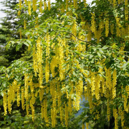 Laburnum anagyroides
