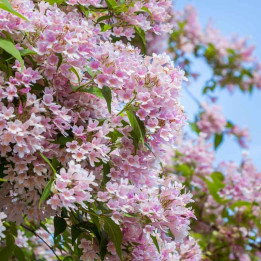 Kolkwitzia amabilis Pink Cloud