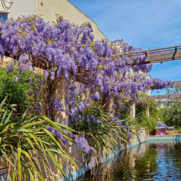 Wisteria sinensis | Glycine de Chine | Le chatel des vivaces