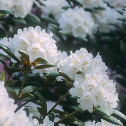 rhododendron x polar bear