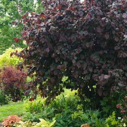 Corylus avellana Red Majestic