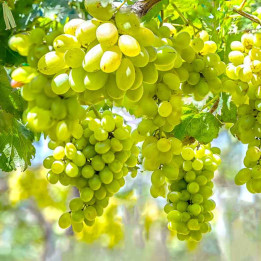 Vigne Perlette