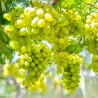 Vigne Perlette : raisin blanc sans pépins