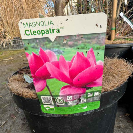 Magnolia Cleopatra - Arbuste