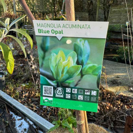 Magnolia acuminata Blue Opal | Arbuste