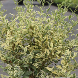Ligustrum ibota MUSLI