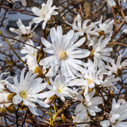 Magnolia stellata - Arbuste - Le chatel des vivaces