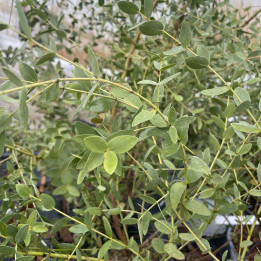 Eucalyptus parviflora