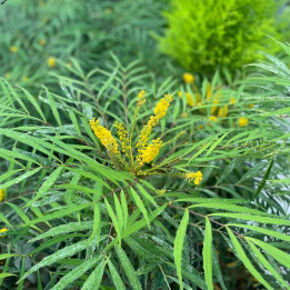 Mahonia Soft Caress - Le chatel des vivaces