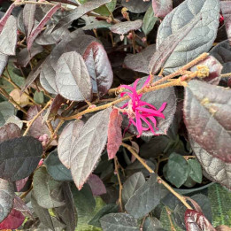 Loropetalum chinensis Fire Dance