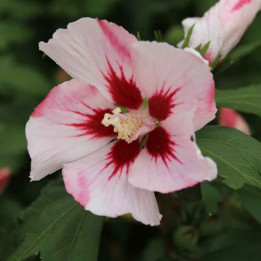 Hibiscus syriacus Hamabo