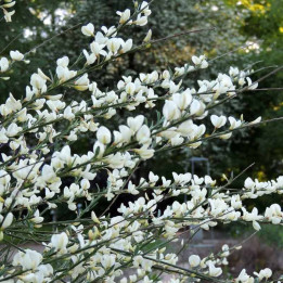 Cytisus praecox Albus