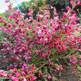 Cytisus Boskoop Ruby