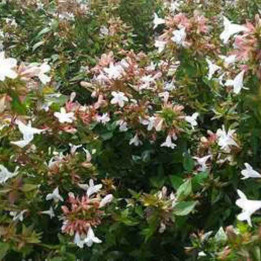 Abelia grandiflora Prostata