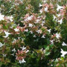Abelia grandiflora Prostrata