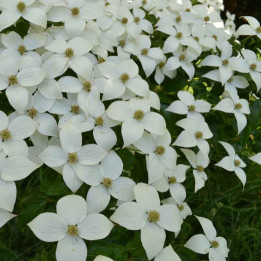 Cornus kousa National