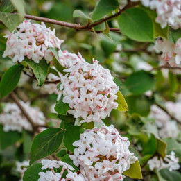 Viburnum carlesii Aurora