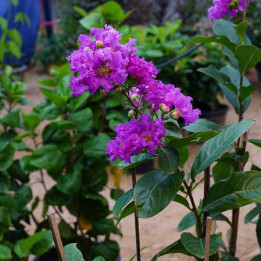 Lagerstroemia indica Violet d'Été