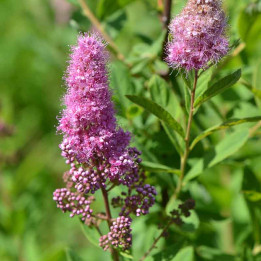 Spiraea billardii
