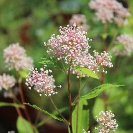 Ceanothus pallidus Marie Rose