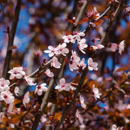 Prunus pissardii Nigra