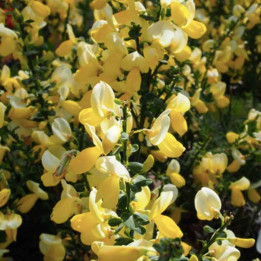 Cytisus scoparius Luna