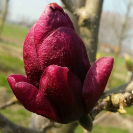 Magnolia Genie (Magnolier) — Envoûtant, Fleurit dès Mars