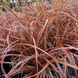 Uncinia rubra Everflame